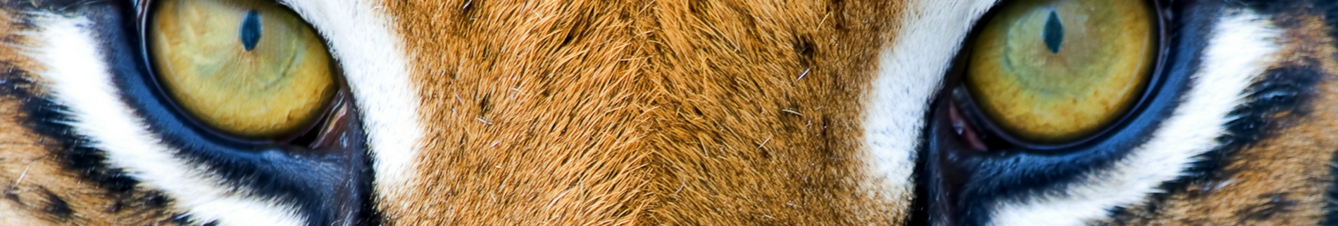 Image Alt Text